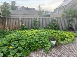 50 Flespompoenen voor onze cliënten 